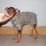 Мастер-класс по вязанию свитера для маленькой собачки
